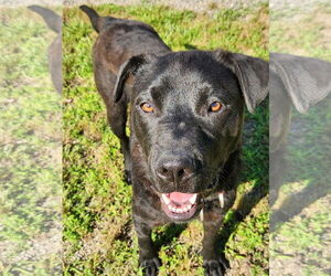 Labrador Retriever-Unknown Mix Dogs for adoption in Rockaway, NJ, USA