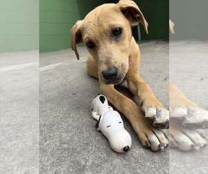 Labrador Retriever-Unknown Mix Dogs for adoption in Elmsford, NY, USA