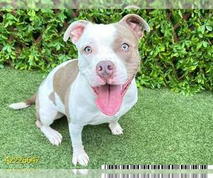 American Pit Bull Terrier Dogs for adoption in West Palm Beach, FL, USA