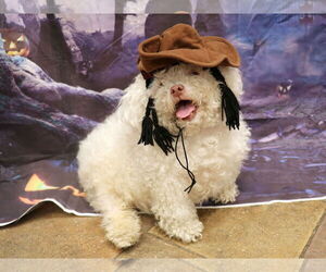 Poodle (Miniature) Dogs for adoption in Victorville, CA, USA