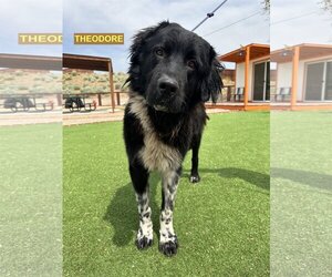 Great Pyrenees-Unknown Mix Dogs for adoption in Woodland Hills, CA, USA