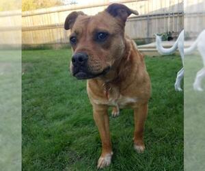 Boxer-Unknown Mix Dogs for adoption in Shakopee, MN, USA