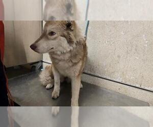 Siberian Husky Dogs for adoption in Riverside, CA, USA