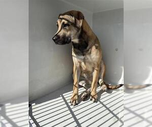 Black Mouth Cur Dogs for adoption in Houston, TX, USA