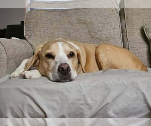 Labrador Retriever-Unknown Mix Dogs for adoption in Germantown, OH, USA