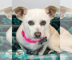 Chihuahua-Unknown Mix Dogs for adoption in Kennesaw, GA, USA
