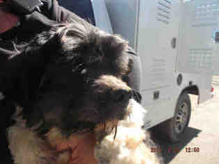 Shih Tzu Dogs for adoption in Hanford, CA, USA