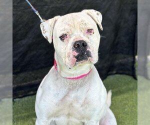 American Bulldog Dogs for adoption in Camarillo, CA, USA