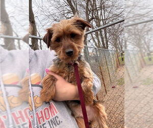 Mutt Dogs for adoption in Holland, MI, USA