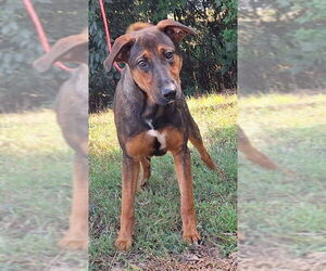 German Shepherd Dog-Unknown Mix Dogs for adoption in Wetumpka, AL, USA