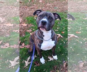 American Bulldog Dogs for adoption in Rockville, MD, USA