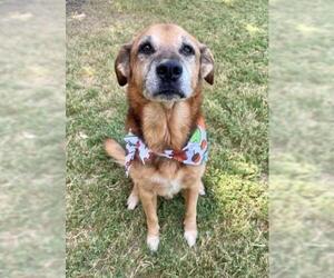 German Shepherd Dog-Unknown Mix Dogs for adoption in Tulsa, OK, USA