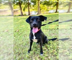 Feist Terrier-Unknown Mix Dogs for adoption in Mobile, AL, USA