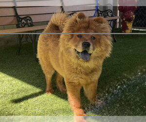 Chow Chow Dogs for adoption in Corona, CA, USA