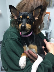 American Rat Pinscher Dogs for adoption in Troy, IL, USA