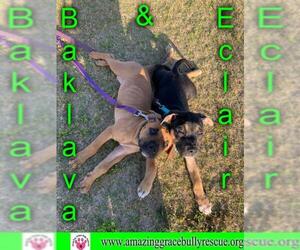 Mastiff Dogs for adoption in Pensacola, FL, USA