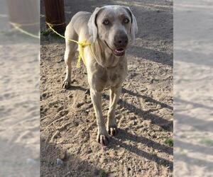 Weimaraner Dogs for adoption in Santa Maria, CA, USA