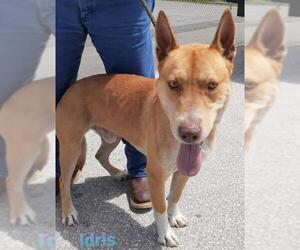 Huskies -Unknown Mix Dogs for adoption in Williston, FL, USA