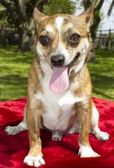 Alaskan Husky-German Shepherd Dog Mix Dogs for adoption in Alamogordo, NM, USA