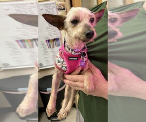 Mutt Dogs for adoption in Mundelein, IL, USA