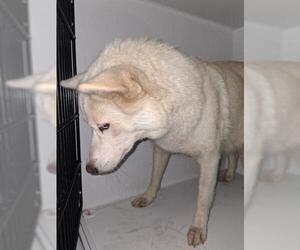 Siberian Husky-Unknown Mix Dogs for adoption in Houston, TX, USA