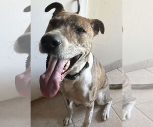 Greyhound Dogs for adoption in Stckton, CA, USA