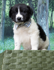 Border Collie Dogs for adoption in Denver, CO, USA