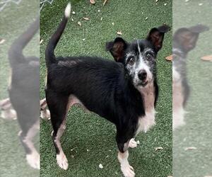 Mutt Dogs for adoption in Texas City, TX, USA