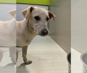 Dachshund Dogs for adoption in Bakersfield, CA, USA