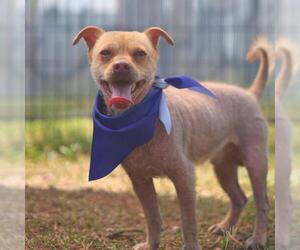 Chihuahua-Unknown Mix Dogs for adoption in San Antonio, TX, USA