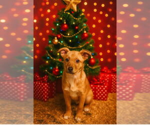 Medium Photo #1 Mutt Puppy For Sale in Garden City, NY, USA