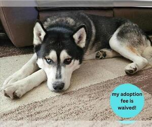 Siberian Husky Dogs for adoption in Santa Cruz, CA, USA