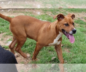 Bullboxer Pit Dogs for adoption in Wetumpka, AL, USA