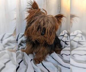 Mutt Dogs for adoption in San Antonio, TX, USA