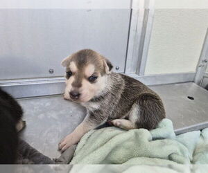 German Shepherd Dog-Unknown Mix Dogs for adoption in Corona, CA, USA