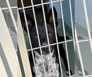 Mutt Dogs for adoption in Pasadena, CA, USA