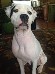 Boxador Dogs for adoption in Loganville, GA, USA