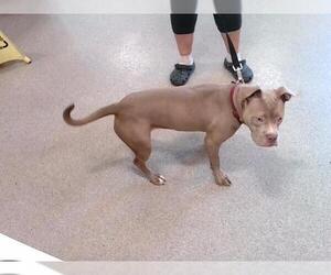Staffordshire Bull Terrier-Unknown Mix Dogs for adoption in Louisville, KY, USA