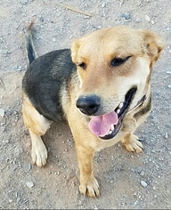 Shepradors Dogs for adoption in Surprise , AZ, USA