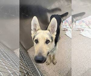 German Shepherd Dog Dogs for adoption in Martinsburg, WV, USA