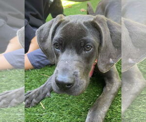 Great Dane-Unknown Mix Dogs for adoption in Huntersville, NC, USA