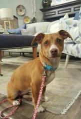 Medium Photo #1 Chiweenie Puppy For Sale in Spanish Fork, UT, USA
