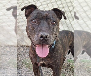 Mutt Dogs for adoption in Woodland, CA, USA