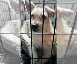 Chihuahua-Unknown Mix Dogs for adoption in Princeton, MN, USA