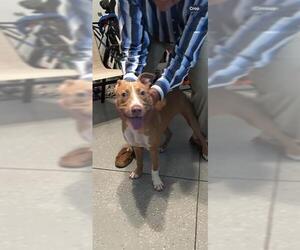 American Pit Bull Terrier-Labrador Retriever Mix Dogs for adoption in Tallahassee, FL, USA