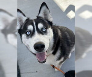 Siberian Husky Dogs for adoption in Salinas, CA, USA