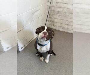 American Pit Bull Terrier-Unknown Mix Dogs for adoption in San Bernardino, CA, USA