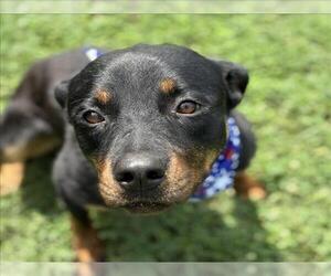 Rottweiler Dogs for adoption in Tulsa, OK, USA