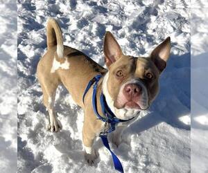 Mutt Dogs for adoption in Boston, MA, USA