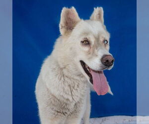Siberian Husky Dogs for adoption in Pasadena, CA, USA